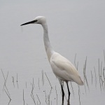 Little egret