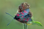 Six spot burnet