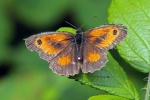 Gatekeeper