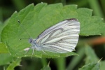 Green veined white