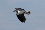 Lapwing