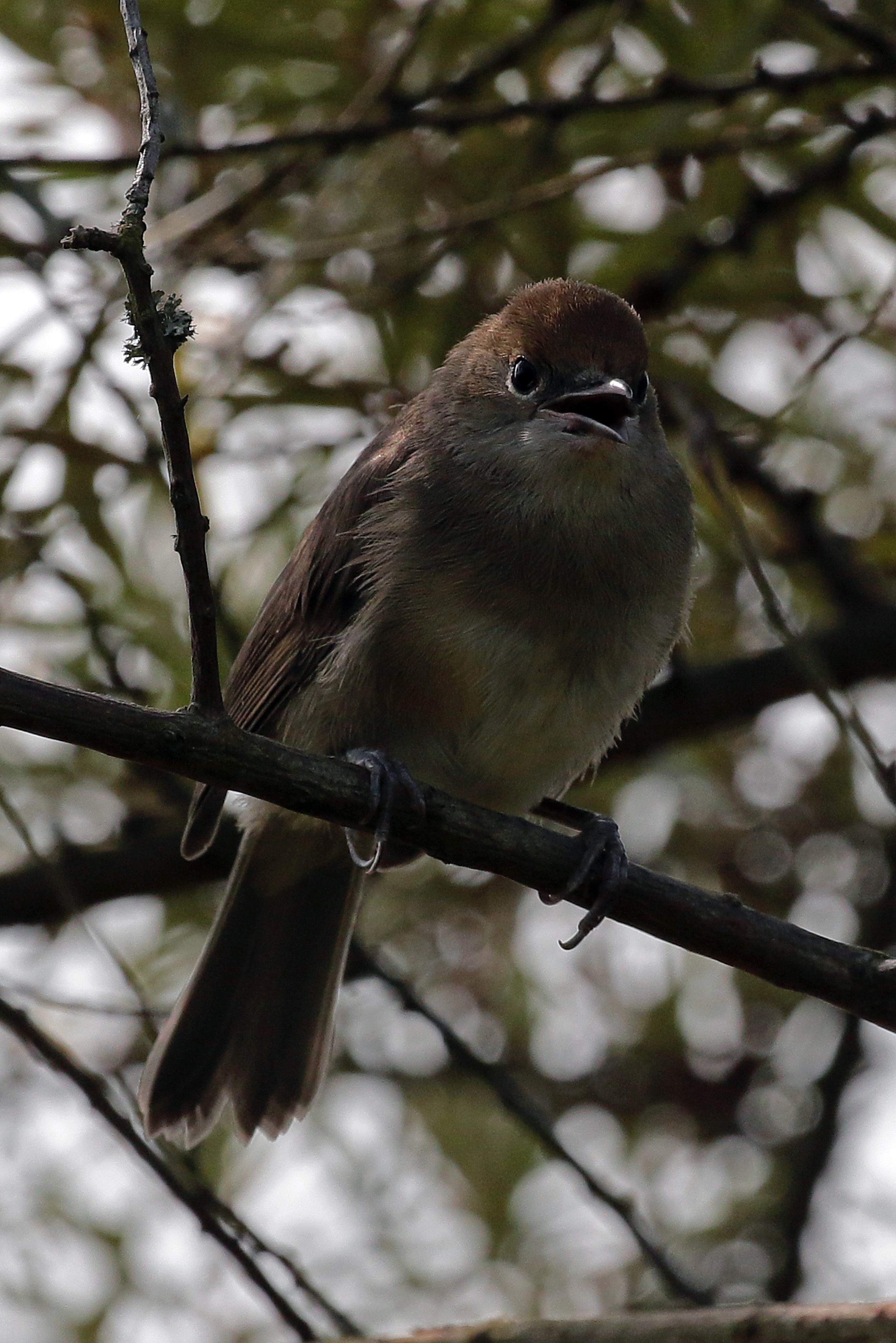 Blackcap