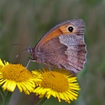 Gatekeeper
