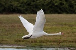 Mute swan