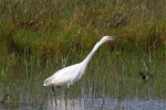 Little egret