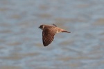 Sand martin