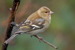 Female chaffinch