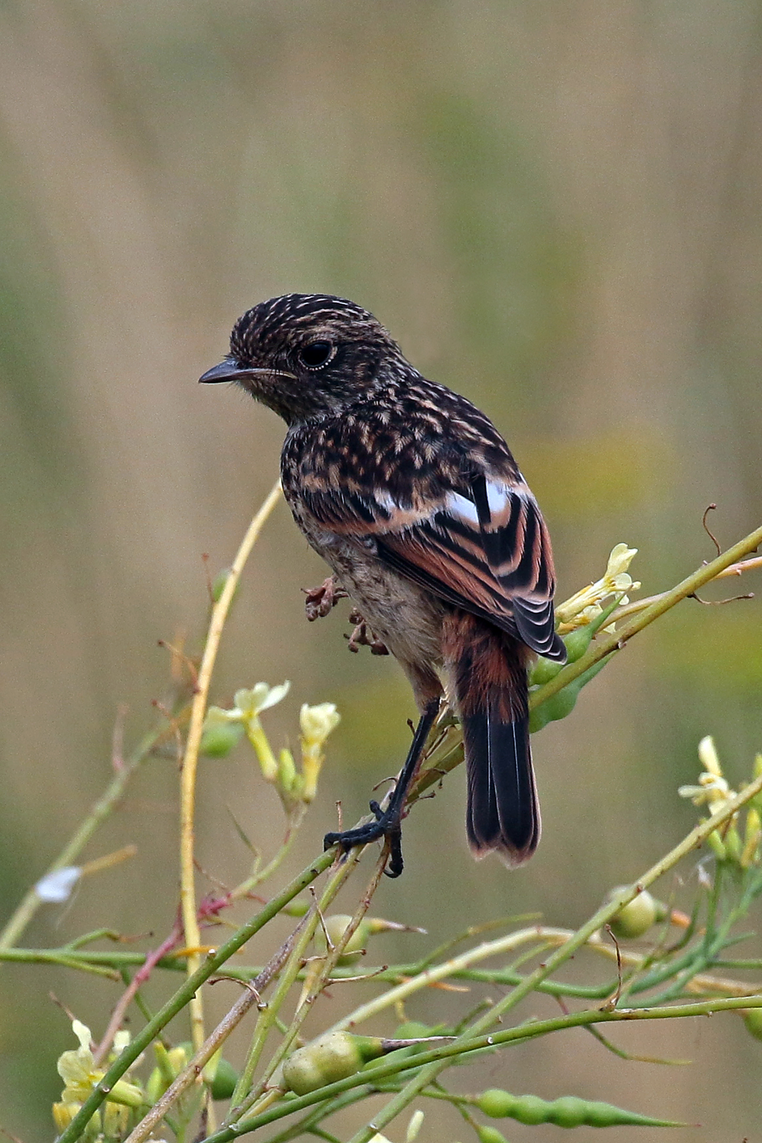 Stonechat