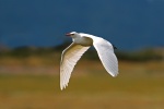 Cattle egret