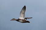 Gadwall