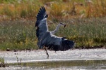 Grey heron