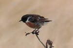 Stonechat
