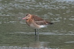 Black tailed godwit