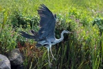 Grey heron