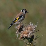 Goldfinch