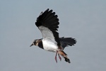 Lapwing