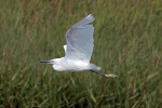 Little egret