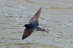 Swallow