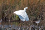 Cattle egret