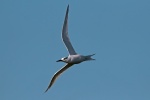 Sandwich tern