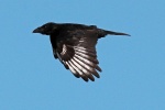 Carrion crow
