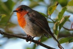 Robin