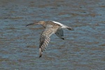 Curlew