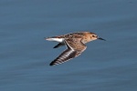 Dunlin