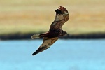 Marsh harrier