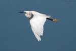 Little egret