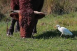Cattle egret