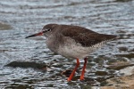 Redshank
