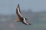 Black tailed godwit