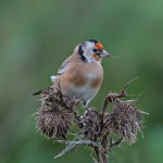 Goldfinch