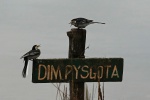 Pied wagtail