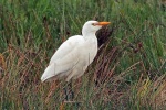 Cattle egret