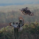 Common buzzard