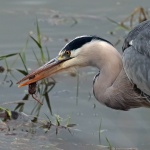 Grey heron