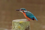 Kingfisher