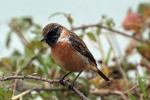 Stonechat
