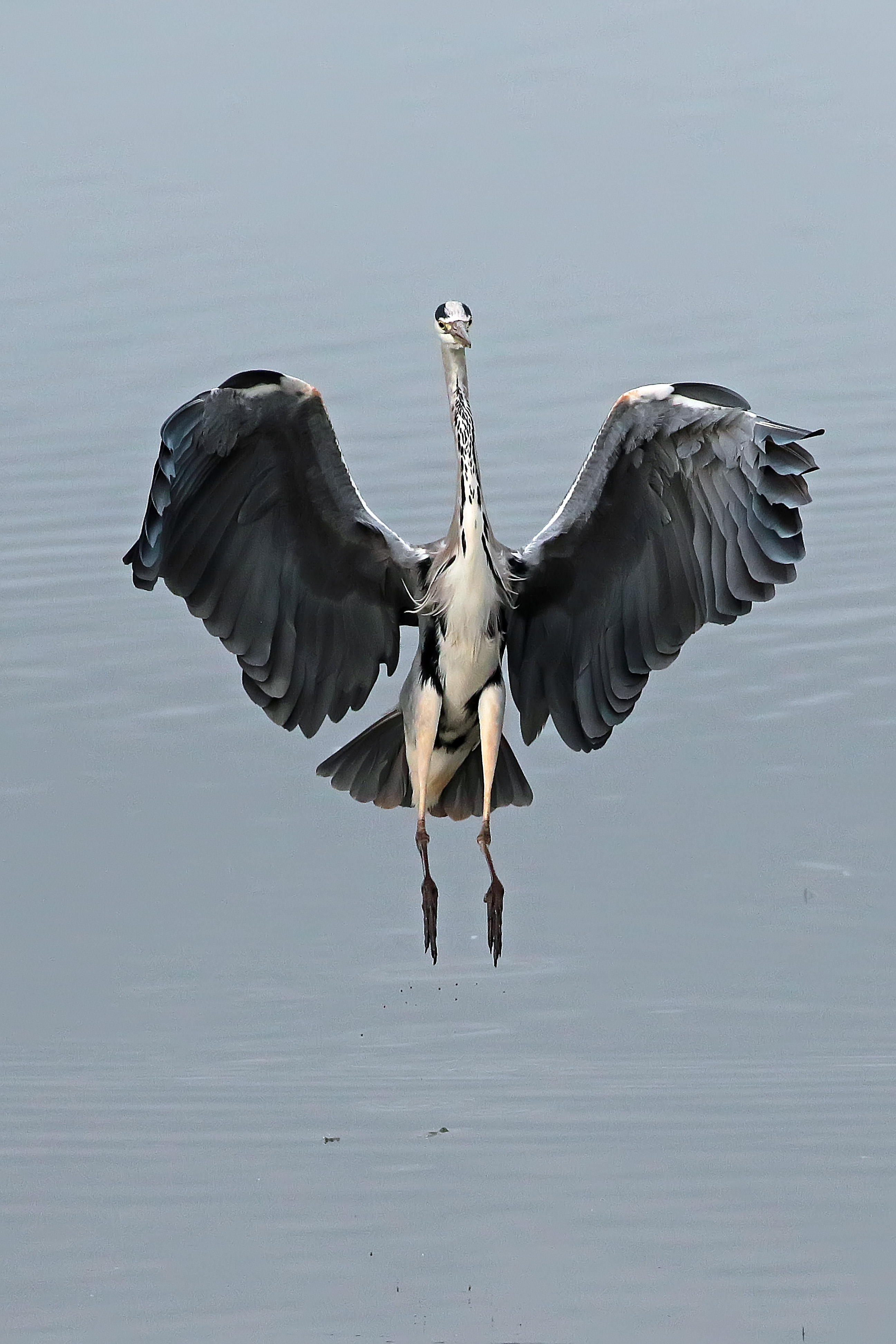 Grey heron