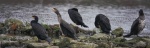 Cormorants