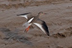 Redshank