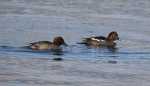 Goldeneyes