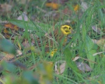 Yellowhammer by Adam