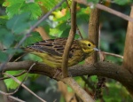 Yellowhammer by Adam