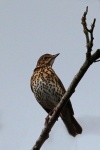 Song thrush