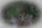 lesser redpoll