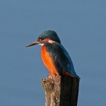 Kingfisher