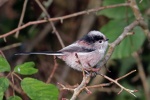 Long tailed tit